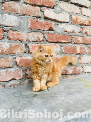 Persian kitten